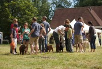 Competitors-in-the-Dog-Show-by-Nicholas-Irons
